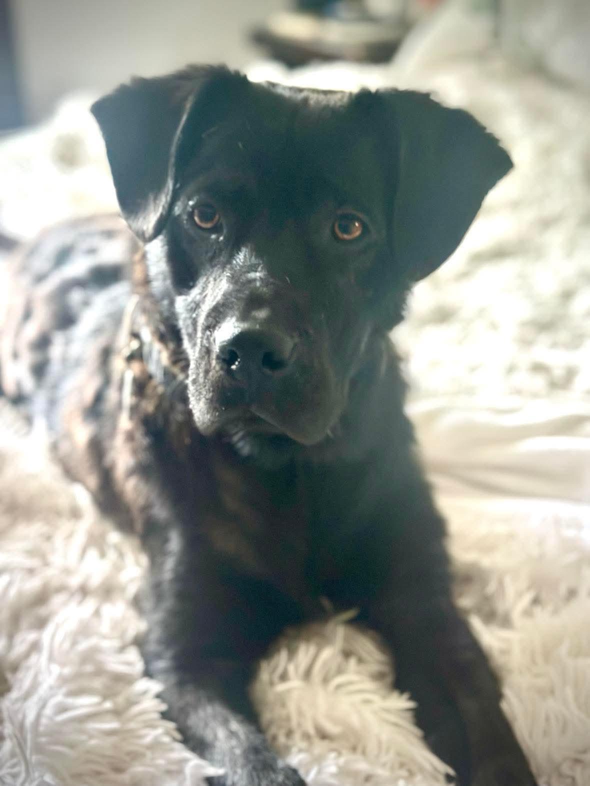 Huck, an adoptable Black Labrador Retriever in Winnipeg, MB, R2C 1P2 | Photo Image 1