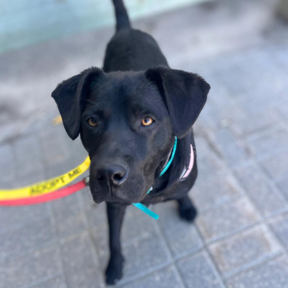 Huck, an adoptable Black Labrador Retriever in Winnipeg, MB, R2C 1P2 | Photo Image 1