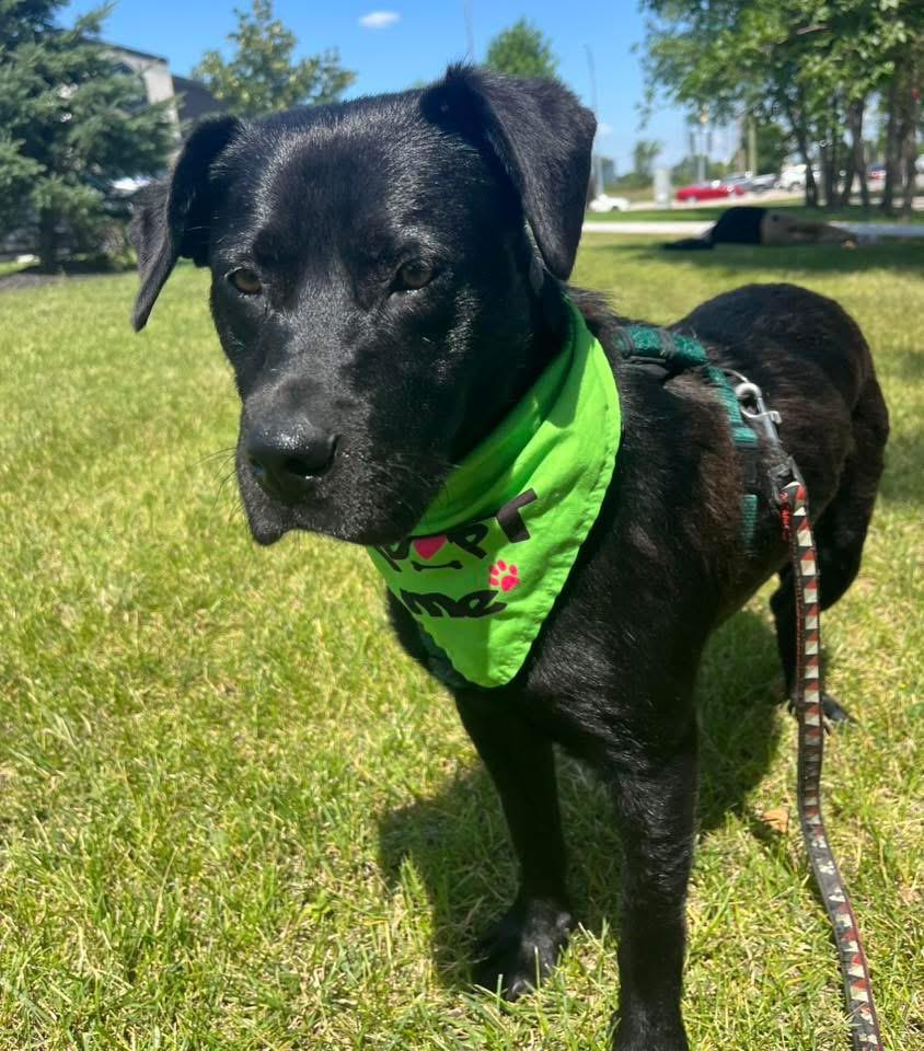 Huck, an adoptable Black Labrador Retriever in Winnipeg, MB, R2C 1P2 | Photo Image 2