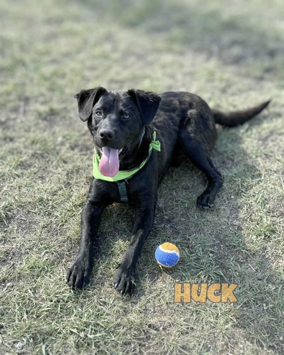 Huck, an adoptable Black Labrador Retriever in Winnipeg, MB, R2C 1P2 | Photo Image 1