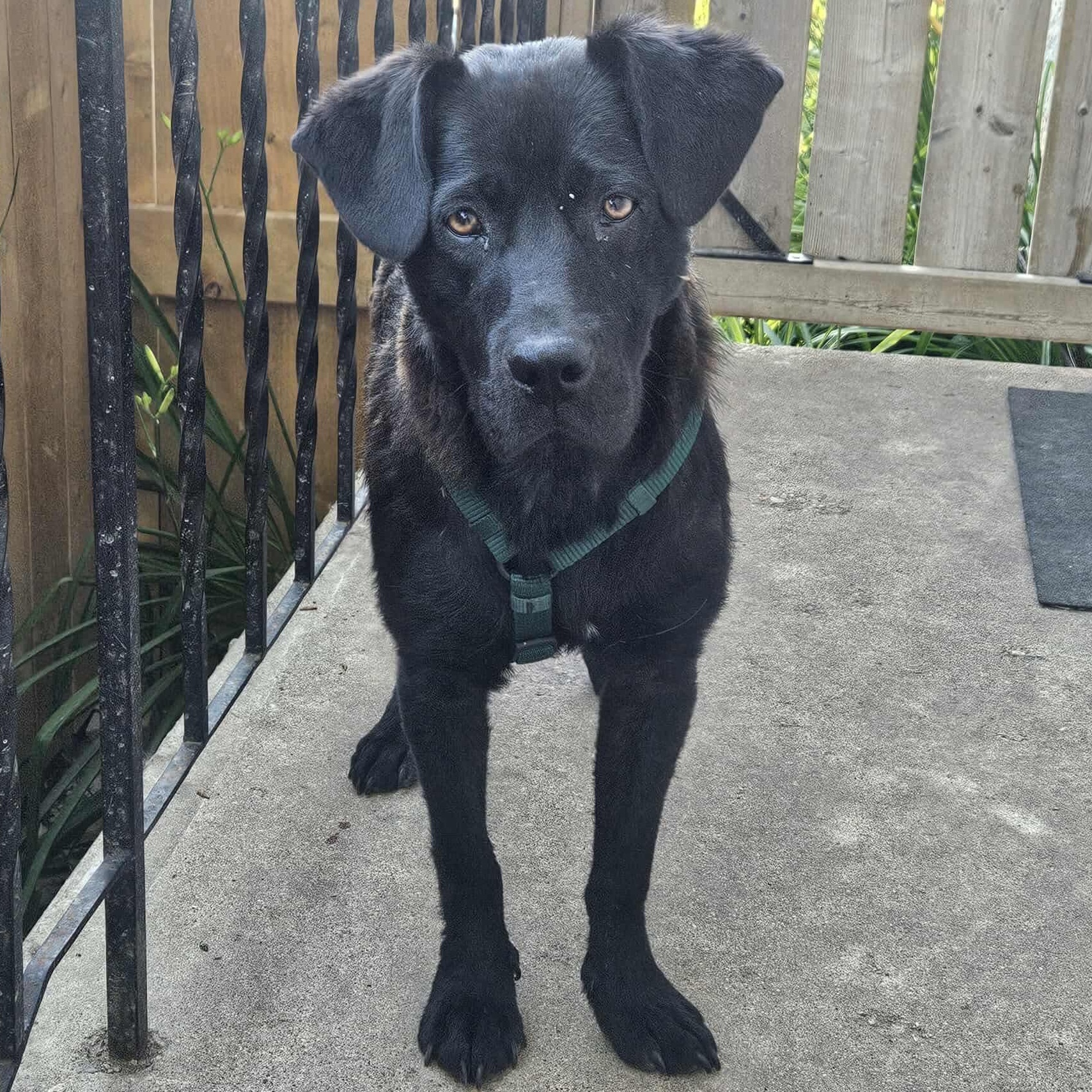Huck, an adoptable Black Labrador Retriever in Winnipeg, MB, R2C 1P2 | Photo Image 5