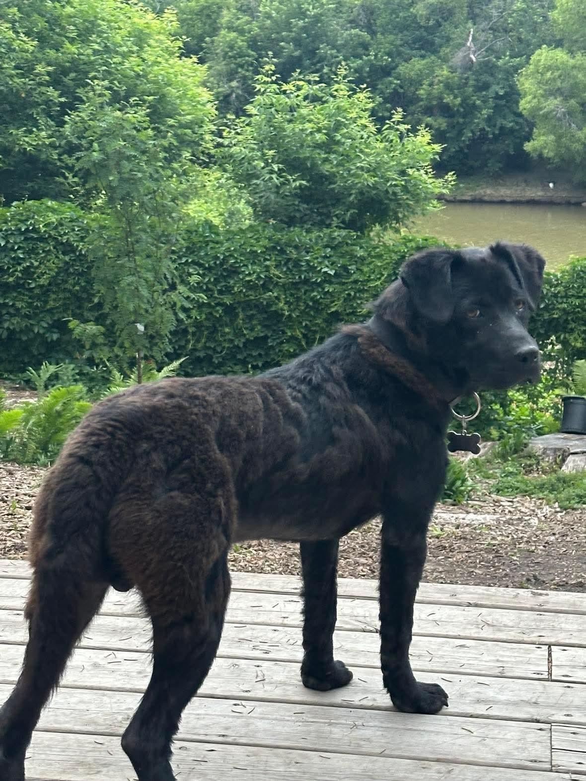 Huck, an adoptable Black Labrador Retriever in Winnipeg, MB, R2C 1P2 | Photo Image 2