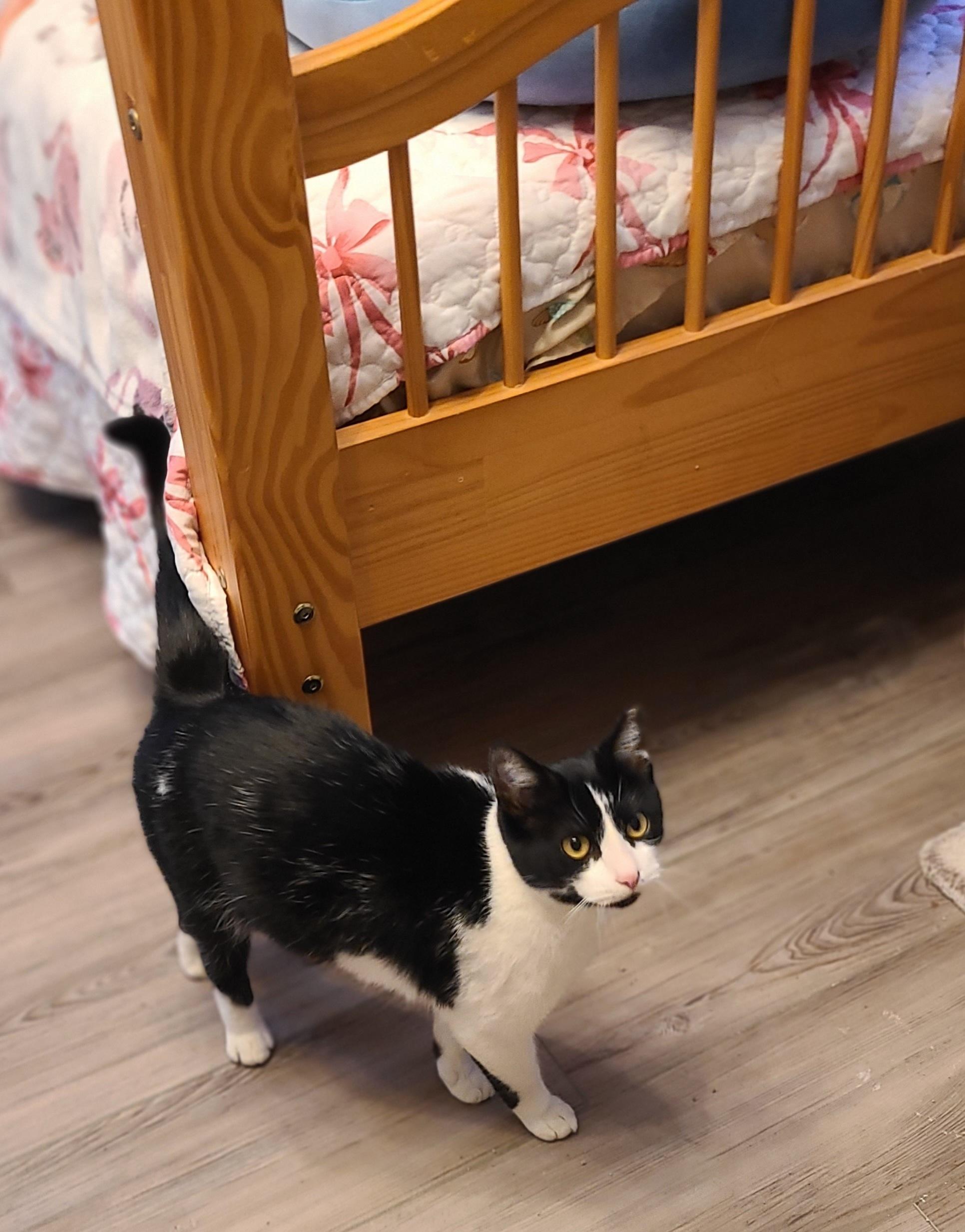 Enlarge Lucy, a ADOPTABLE Domestic Short Hair in Lewis Center, OH image 1/4