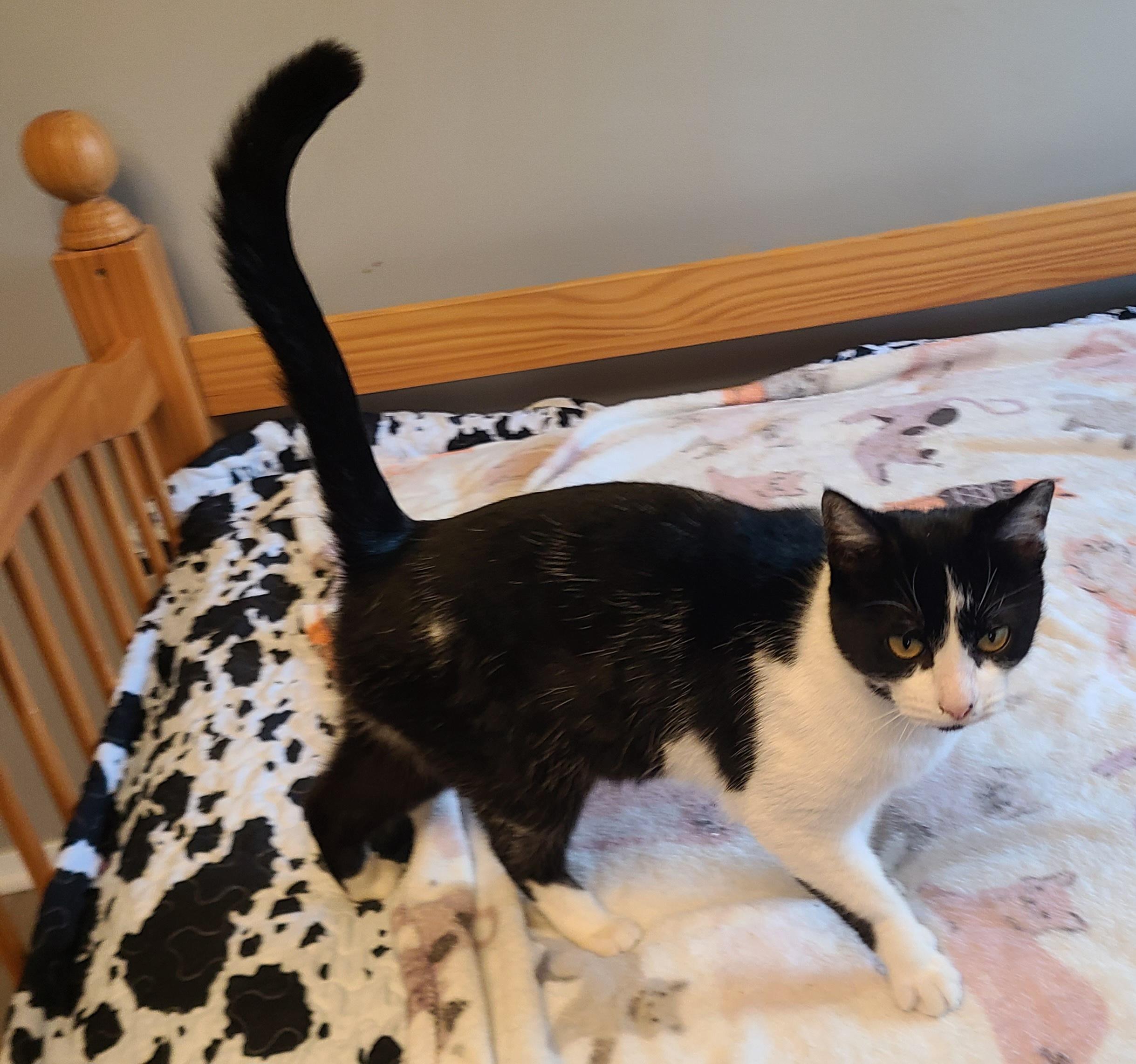 Enlarge Lucy, a ADOPTABLE Domestic Short Hair in Lewis Center, OH image 2/4