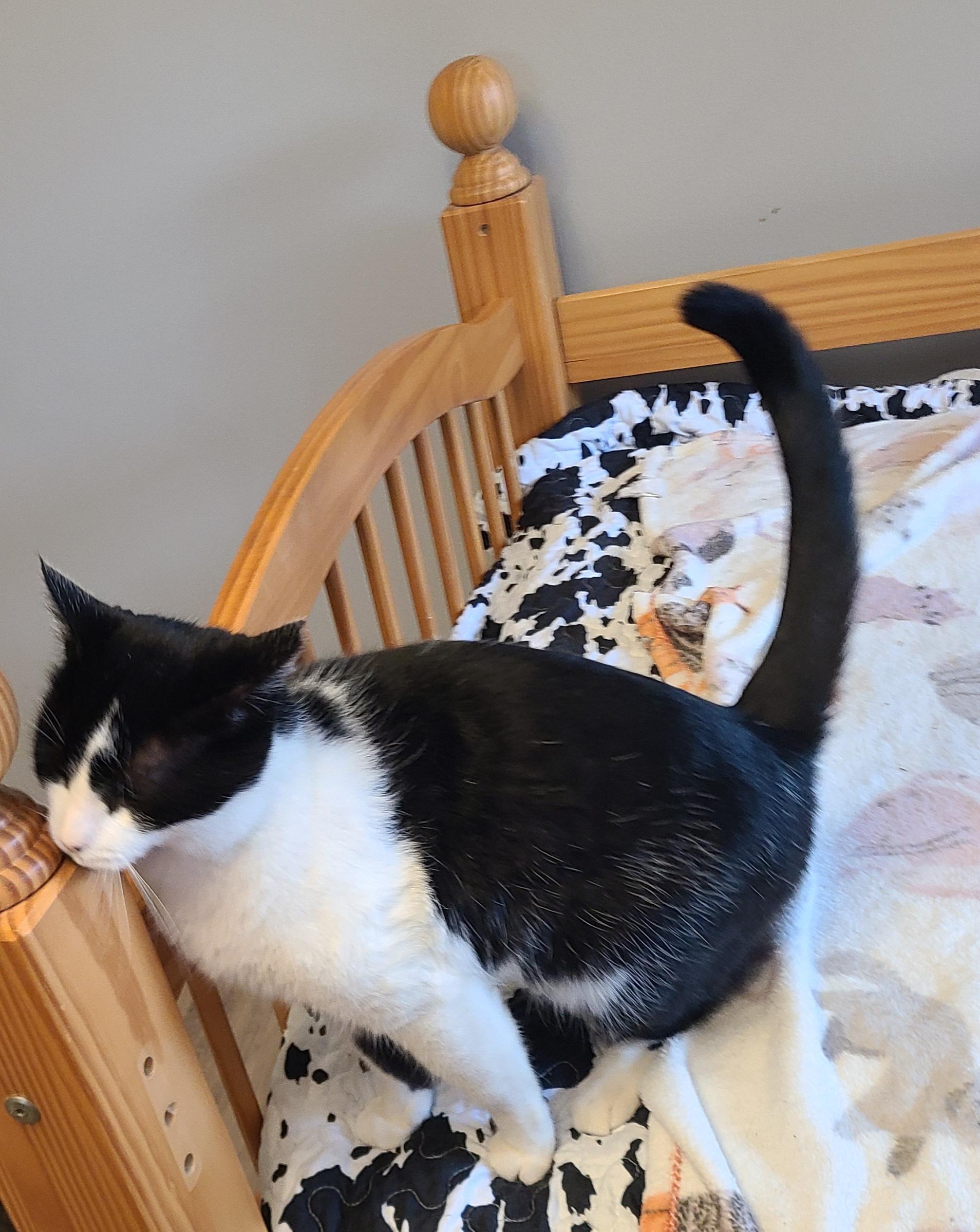 Enlarge Lucy, a ADOPTABLE Domestic Short Hair in Lewis Center, OH image 3/4