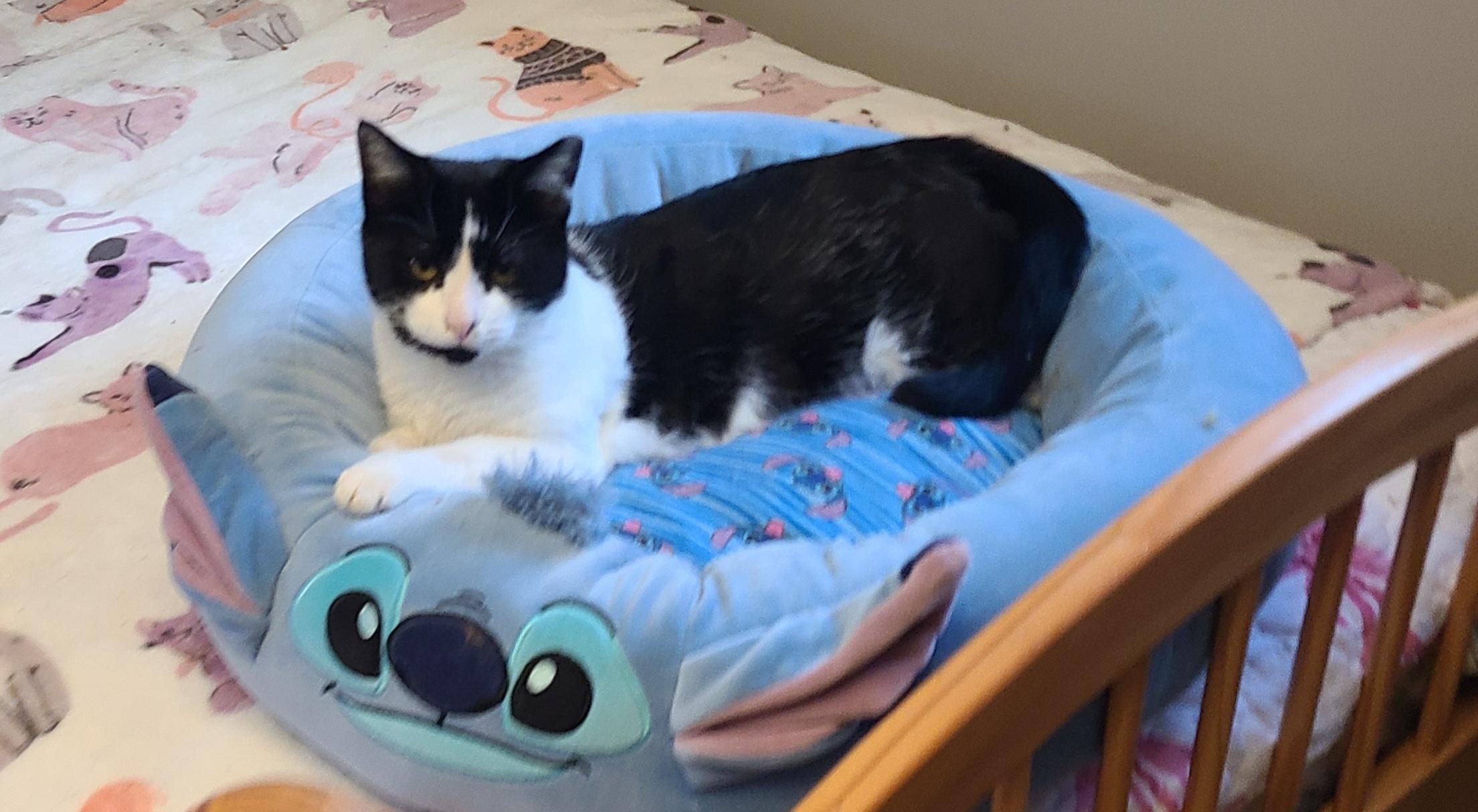 Enlarge Lucy, a ADOPTABLE Domestic Short Hair in Lewis Center, OH image 4/4