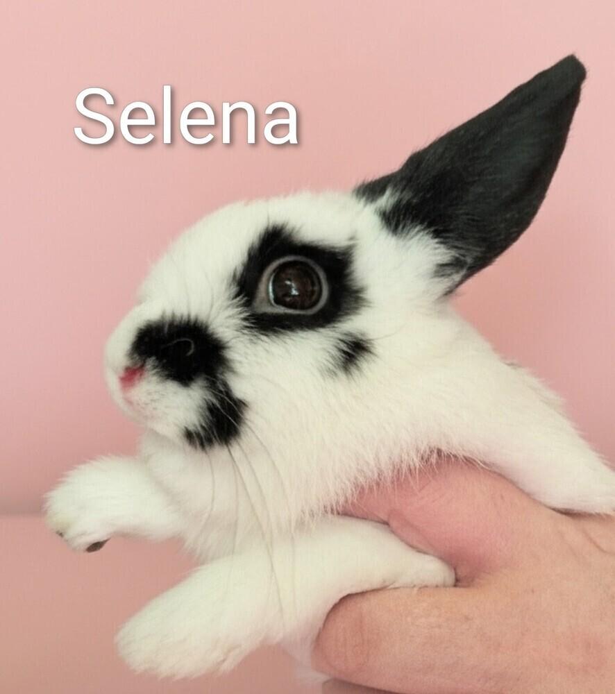 Enlarge Selena, a Adoptable mixed breed in Dallas, PA image 5/6