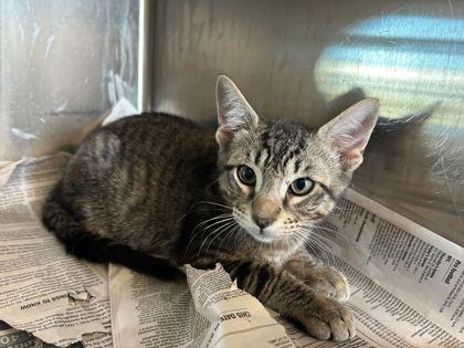 Enlarge William, a Adoptable mixed breed in Gray, LA image 1/1