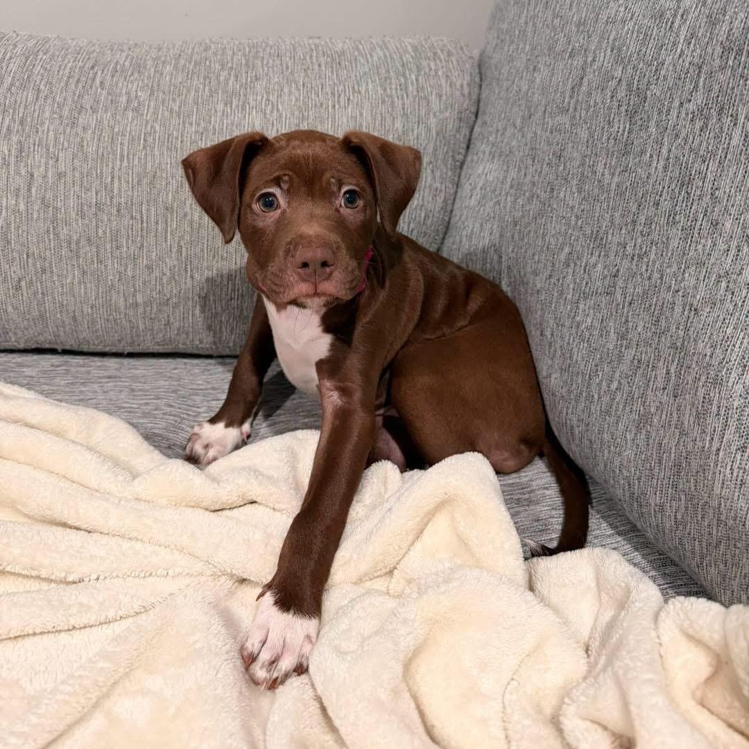 Enlarge Espresso, a Adoptable Mixed Breed in Yaphank, NY image 1/6