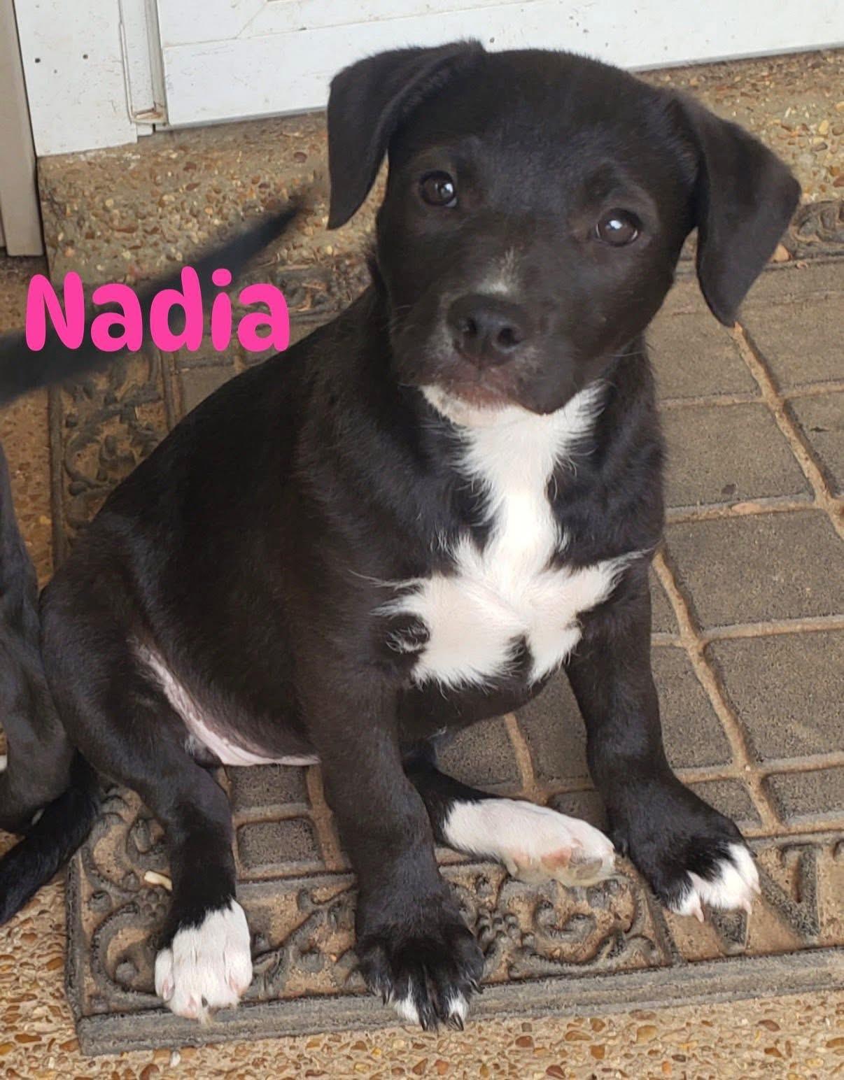 Nadia, ADOPTABLE, Puppy Female Black Labrador Retriever.