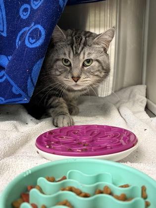 Mimine, Adoptable, Adult Male Domestic Short Hair & Domestic Short Hair.