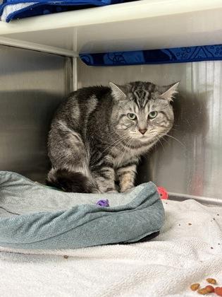 Mimine, a Adoptable mixed breed in Montreal, QC image 1/3