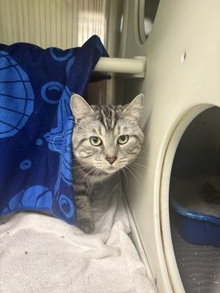 Mimine, a Adoptable mixed breed in Montreal, QC image 3/3