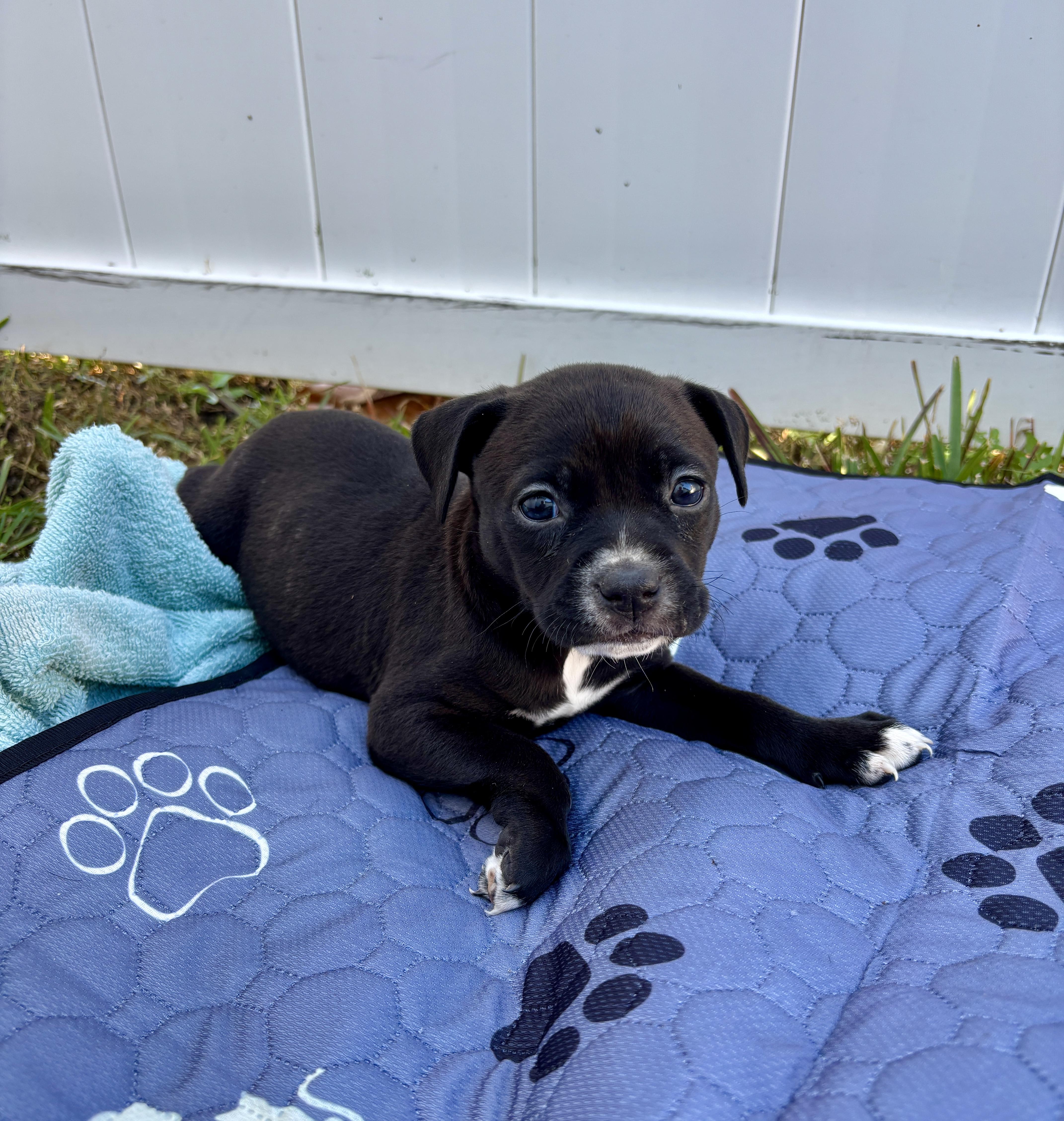 Bailey, a Adoptable mixed breed in North Charleston, SC image 1/4
