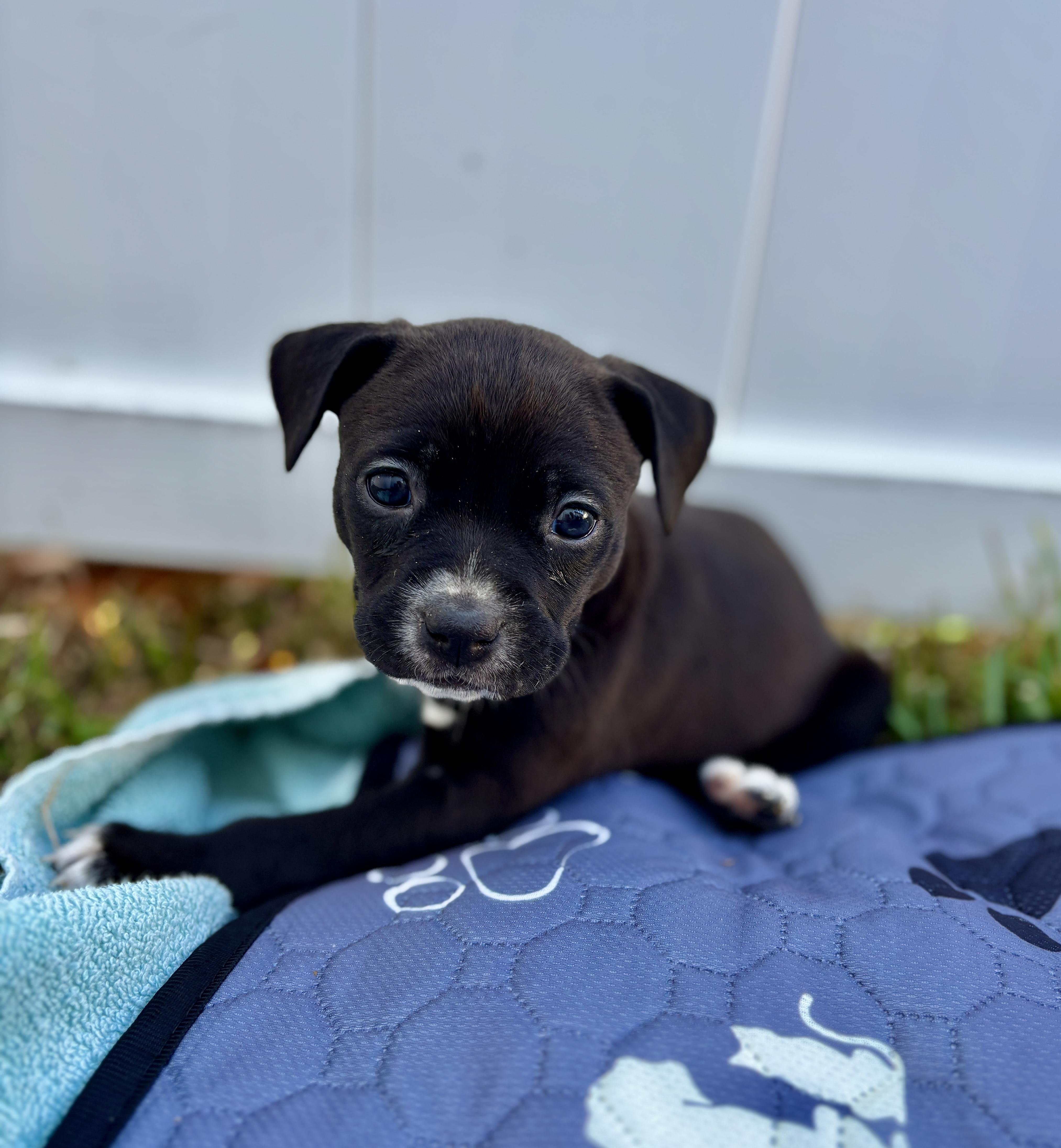 Bailey, a Adoptable mixed breed in North Charleston, SC image 2/4