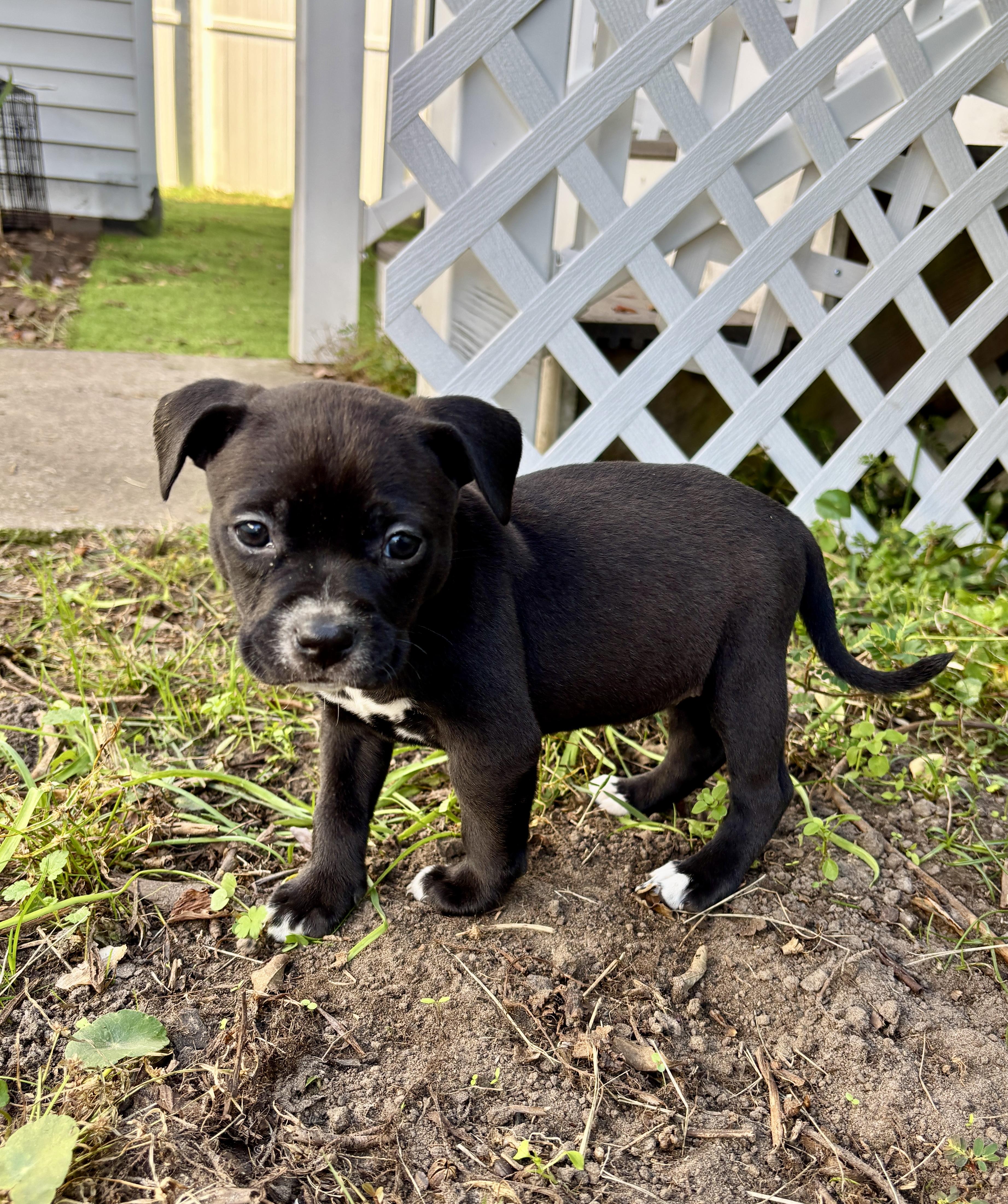 Bailey, a Adoptable mixed breed in North Charleston, SC image 3/4