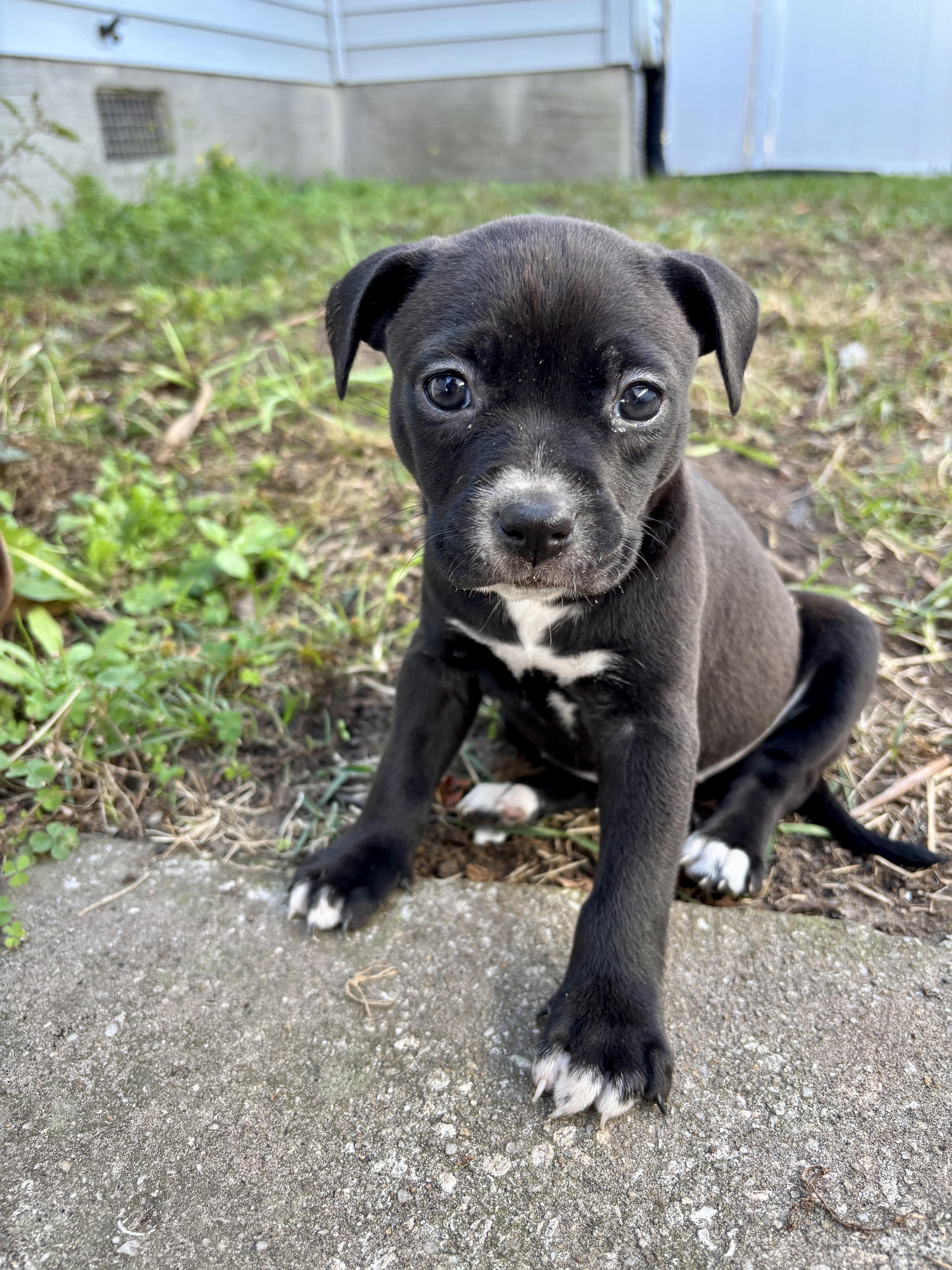 Bailey, a Adoptable mixed breed in North Charleston, SC image 4/4