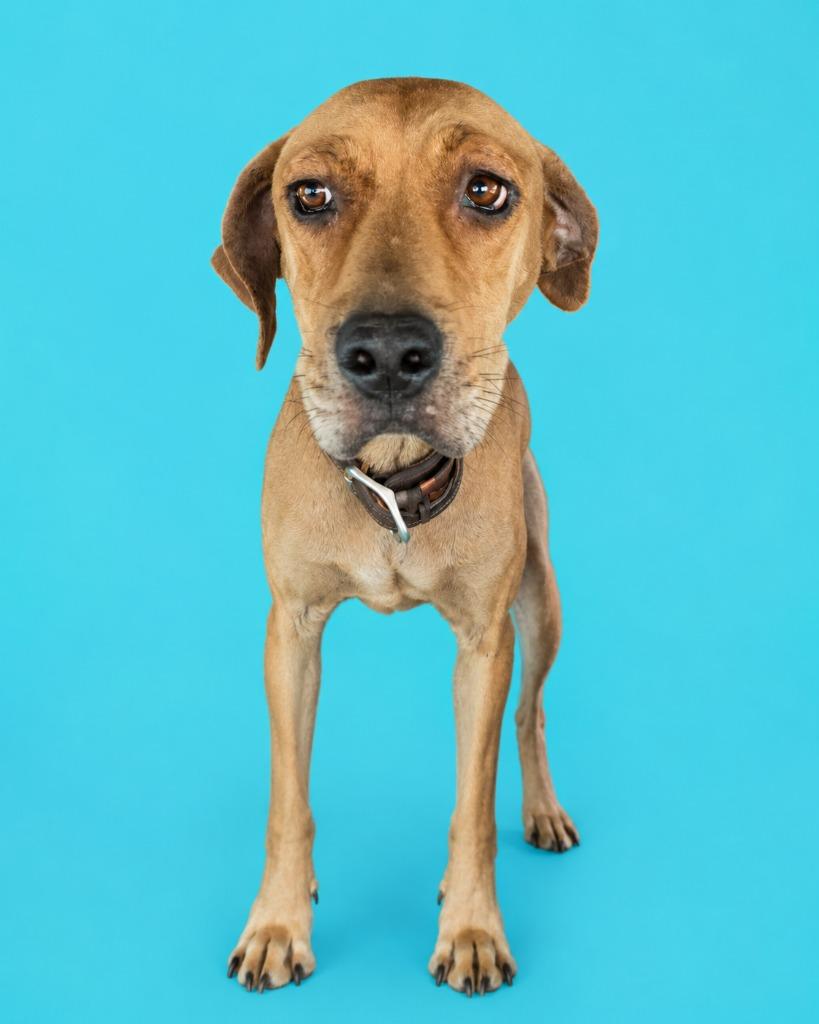 Becca, Adoptable, Young Female Black Mouth Cur.