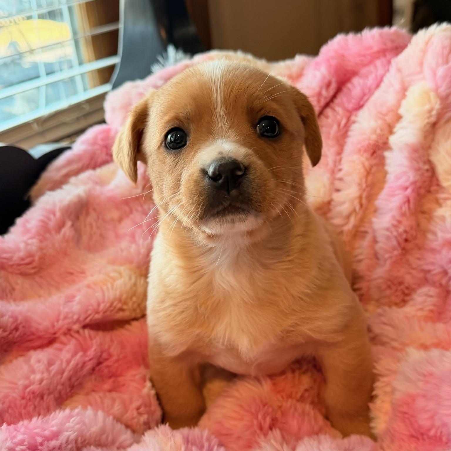 Becky , adopted, Puppy Female Rat Terrier.