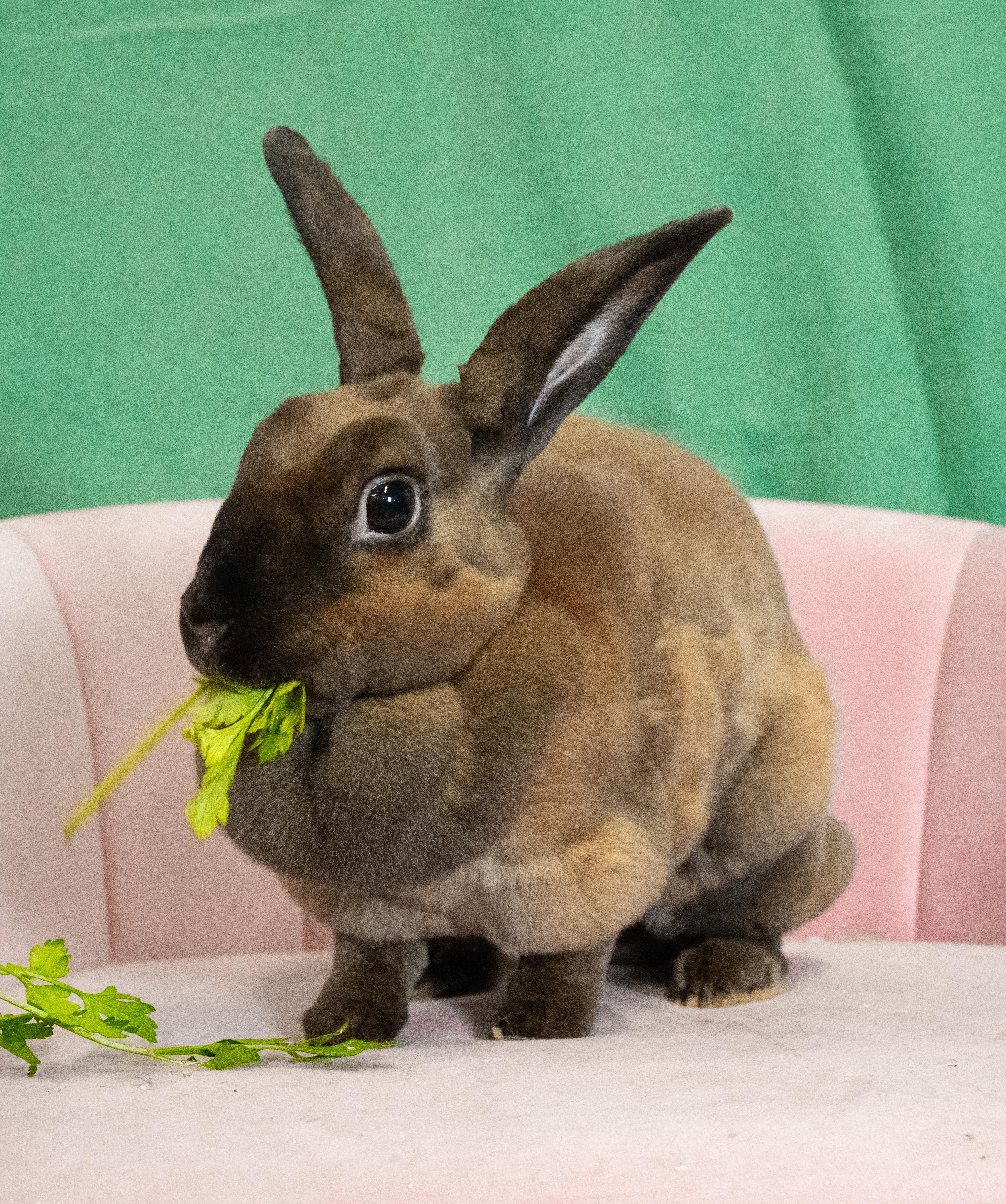 Enlarge Soft Bunny, an adopted Mini Rex in Chicago, IL image 1/2