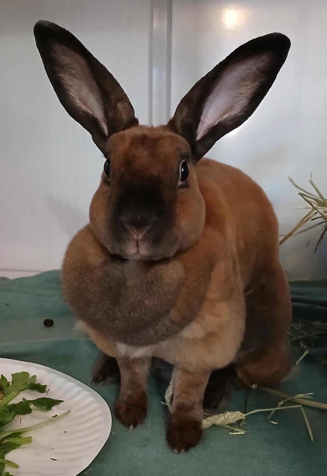 Enlarge Soft Bunny, an adopted Mini Rex in Chicago, IL image 2/2