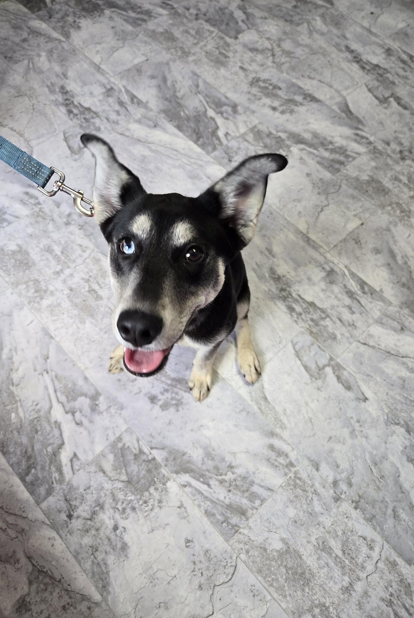 Kyoto, Young Female Husky