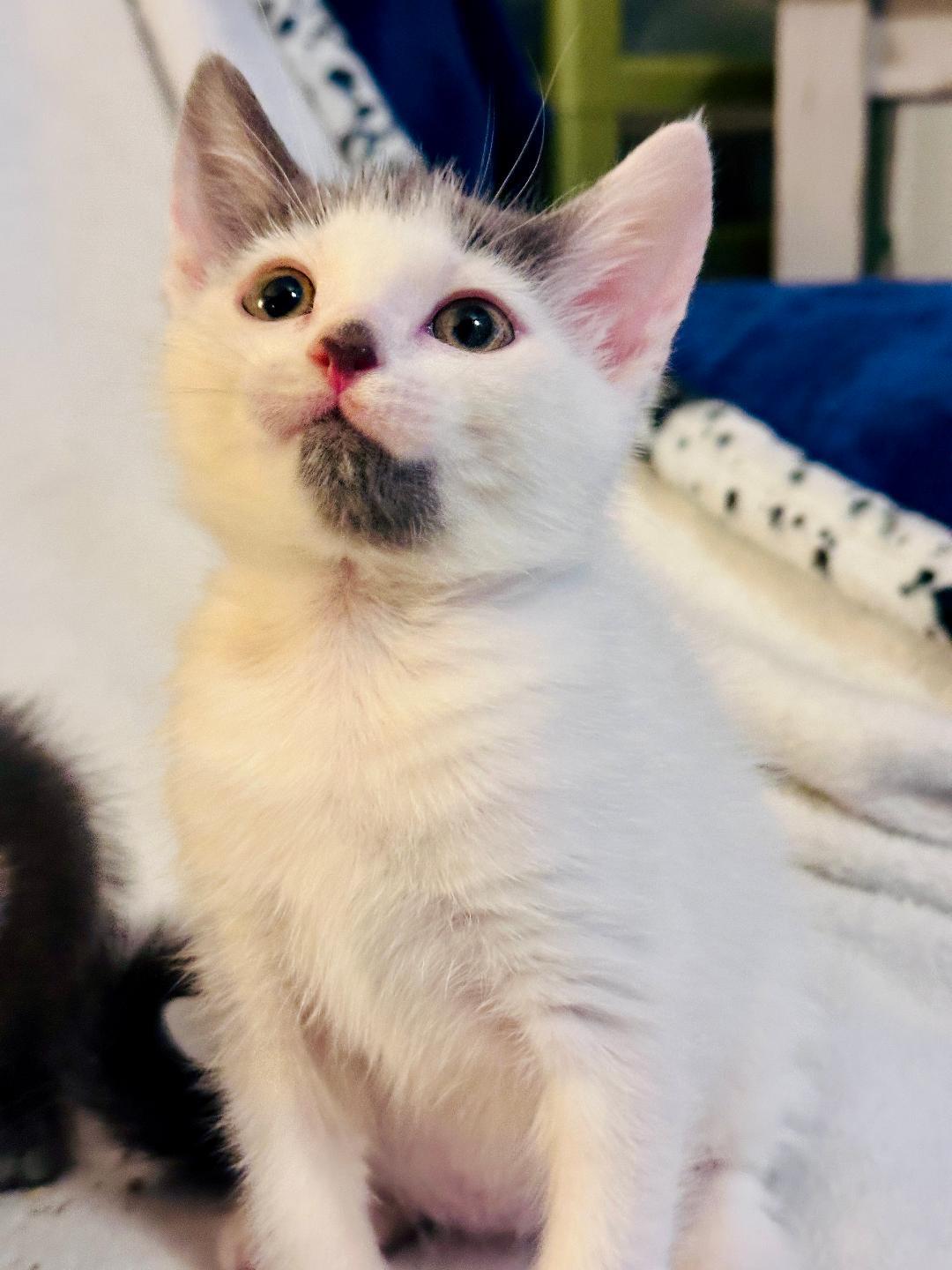 Matilda (Community Assist)