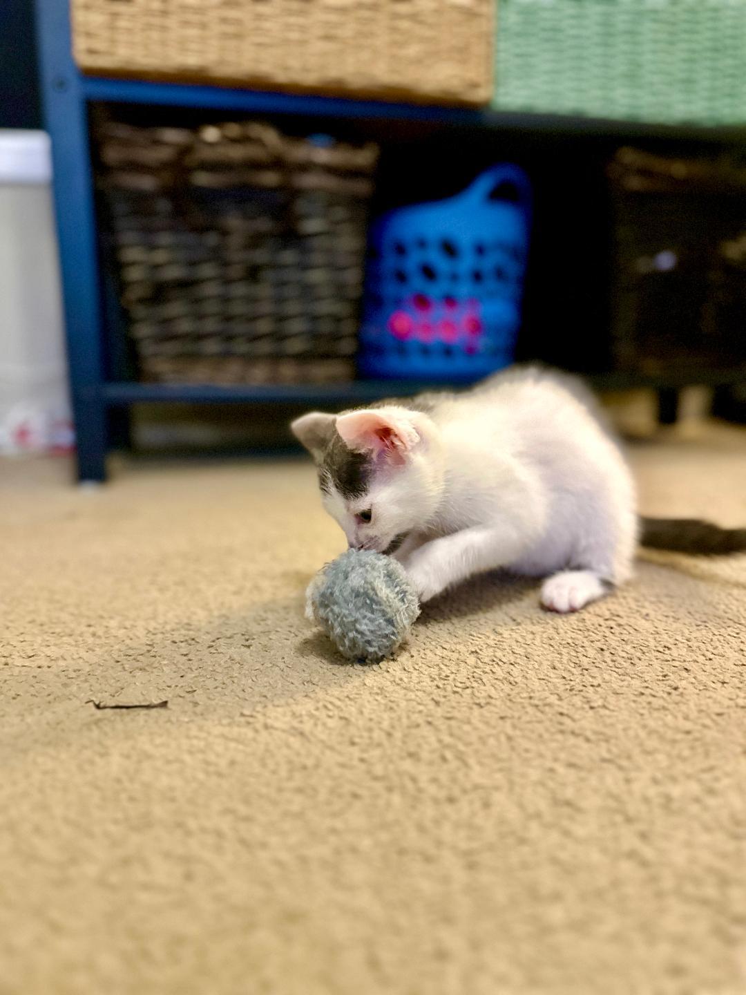 Matilda (Community Assist)