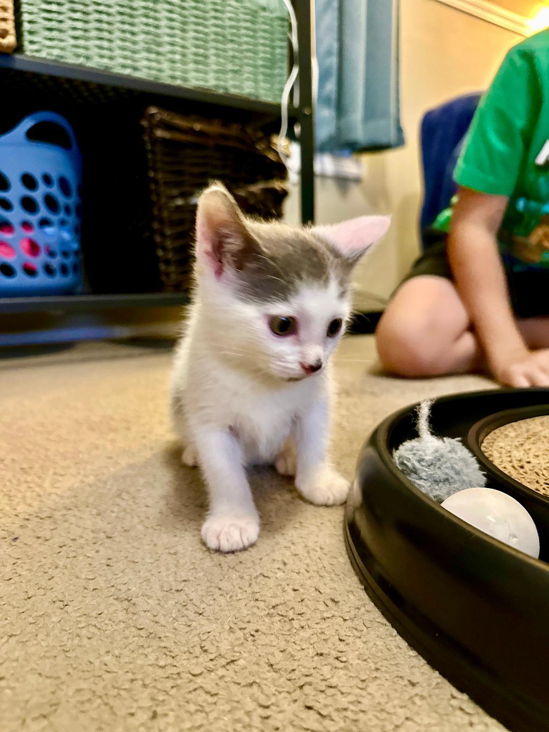 Matilda (Community Assist)