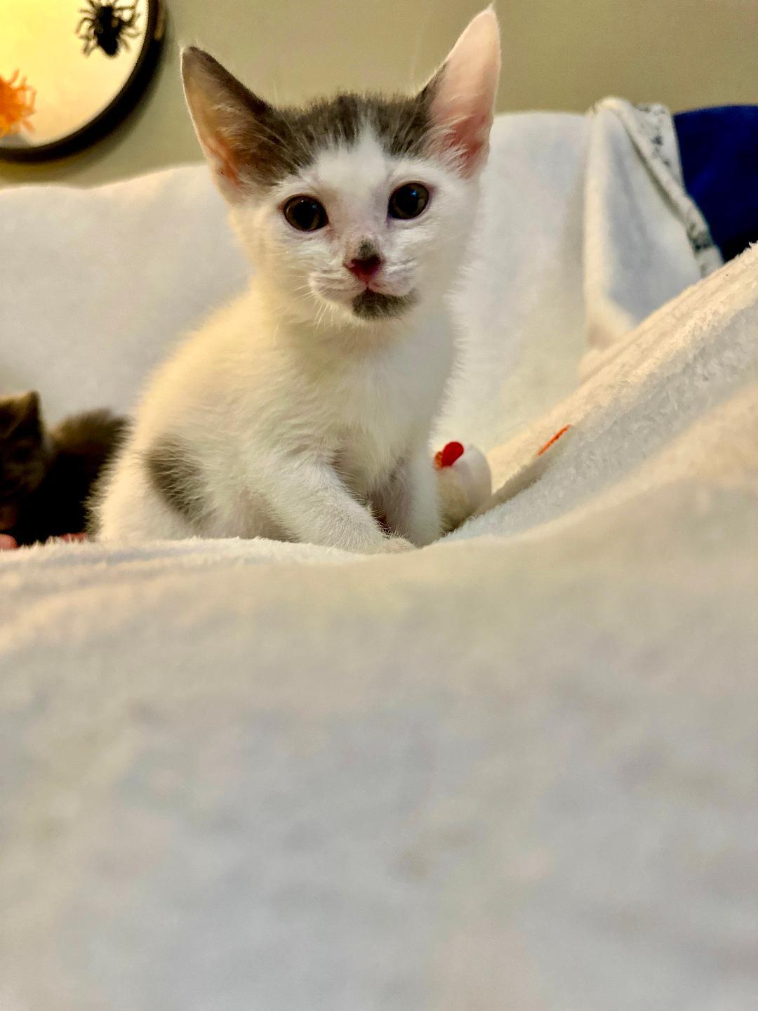 Matilda (Community Assist)