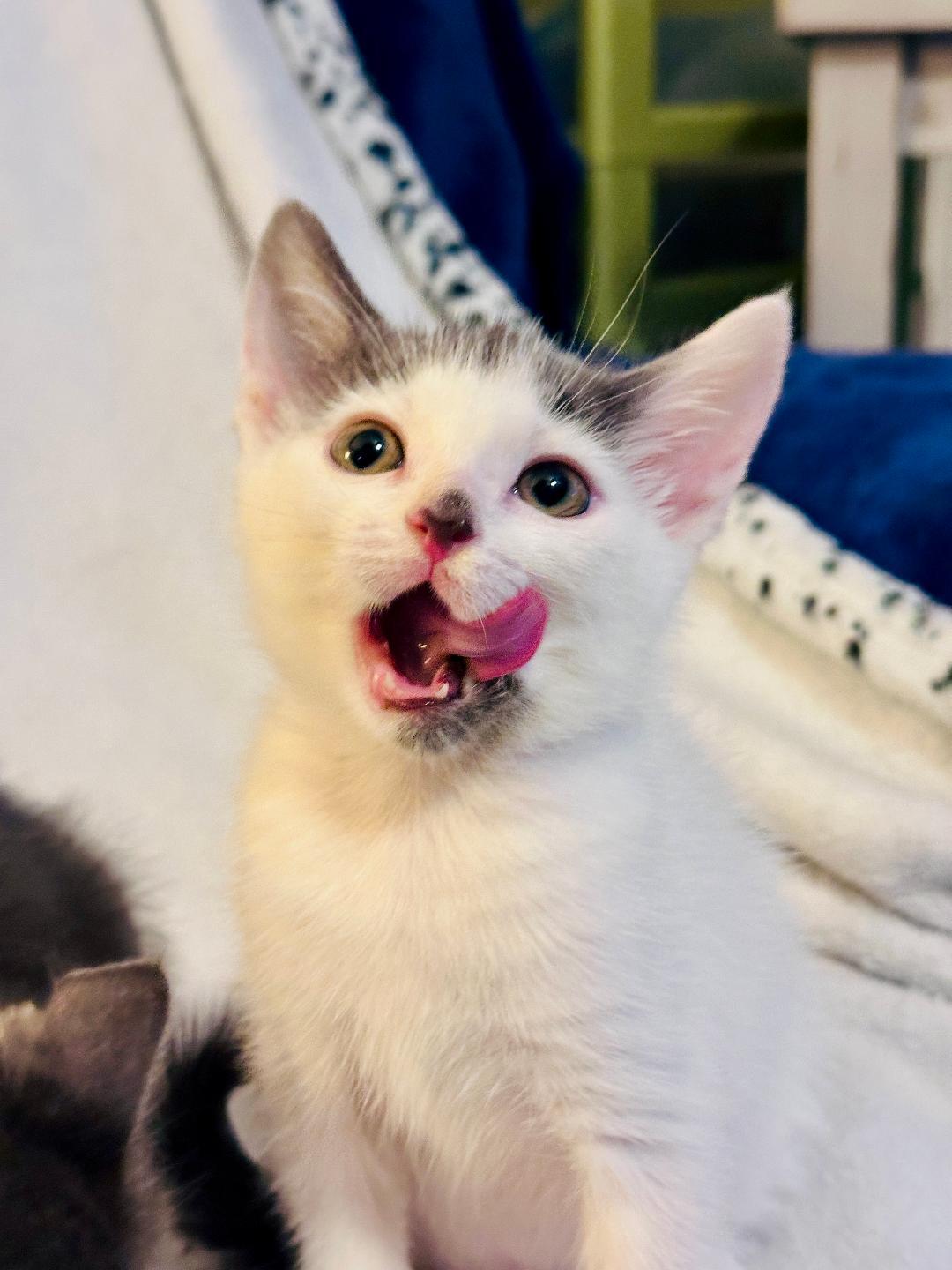 Matilda (Community Assist)