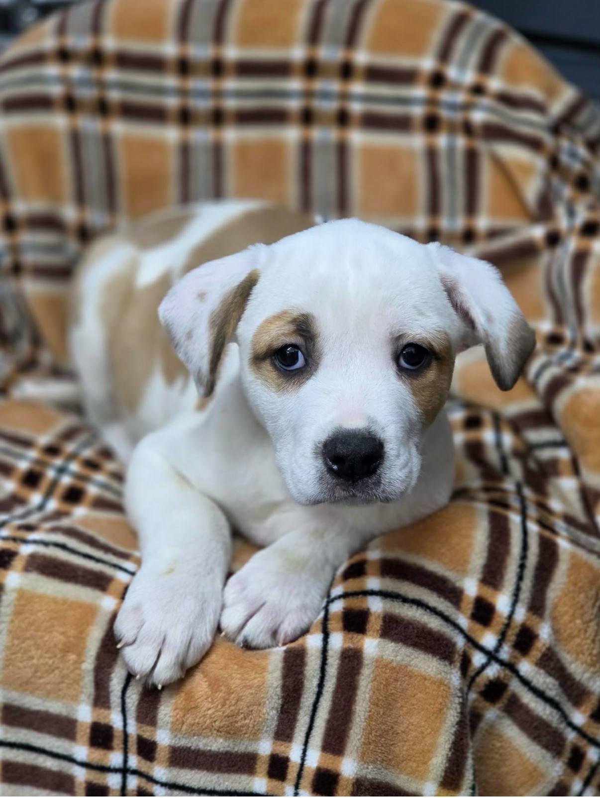 Enlarge Brutus, a ADOPTABLE Mixed Breed in Jarrettsville, MD image 1/1