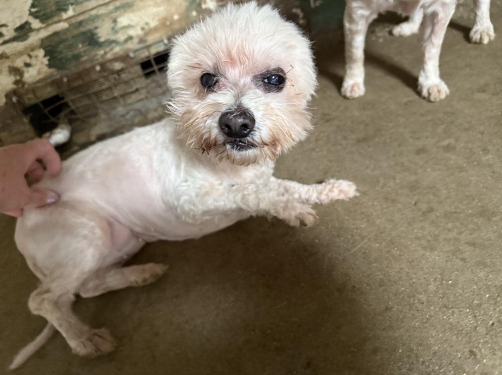 Coconut, Adoptable, Senior Female Maltese & Poodle.