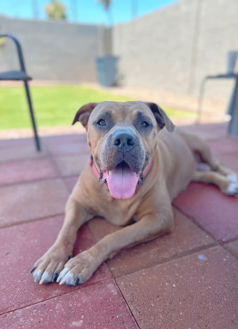 Enlarge Penny, a Adoptable Mastiff in Scottsdale, AZ image 3/4