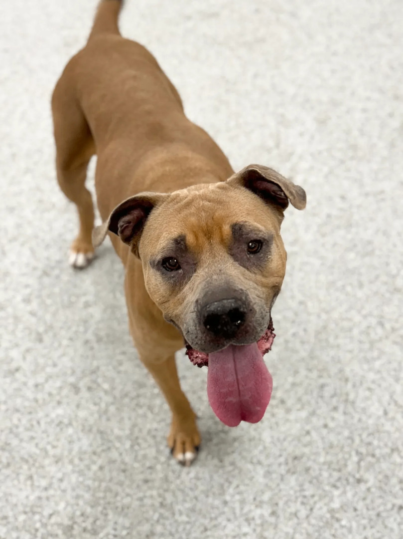 Enlarge Penny, a Adoptable Mastiff in Scottsdale, AZ image 4/4