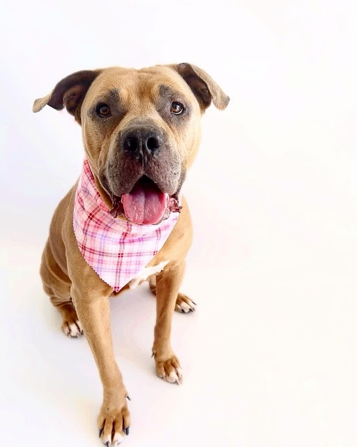 Enlarge Penny, a Adoptable Mastiff in Scottsdale, AZ image 1/4