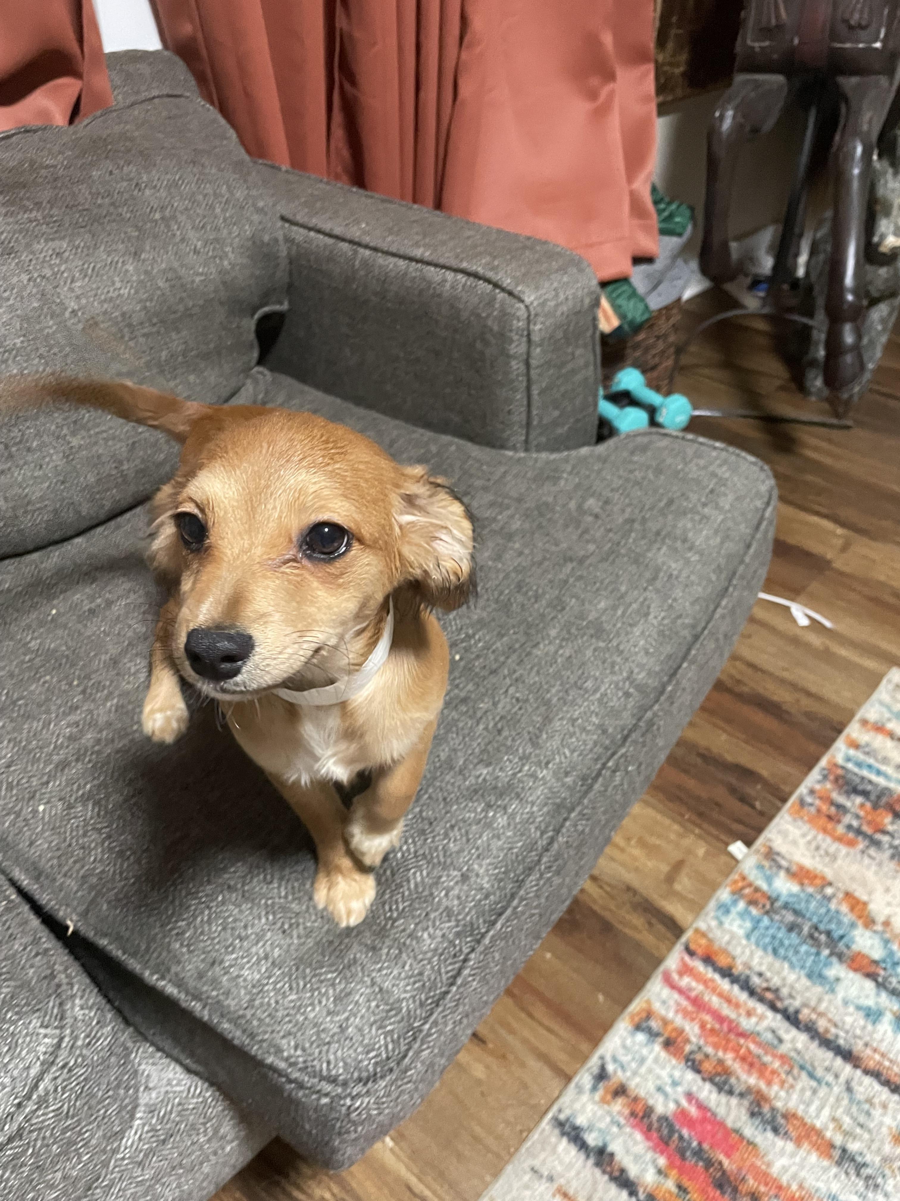 Enlarge Merry , an adopted mixed breed in Calera, AL image 3/4