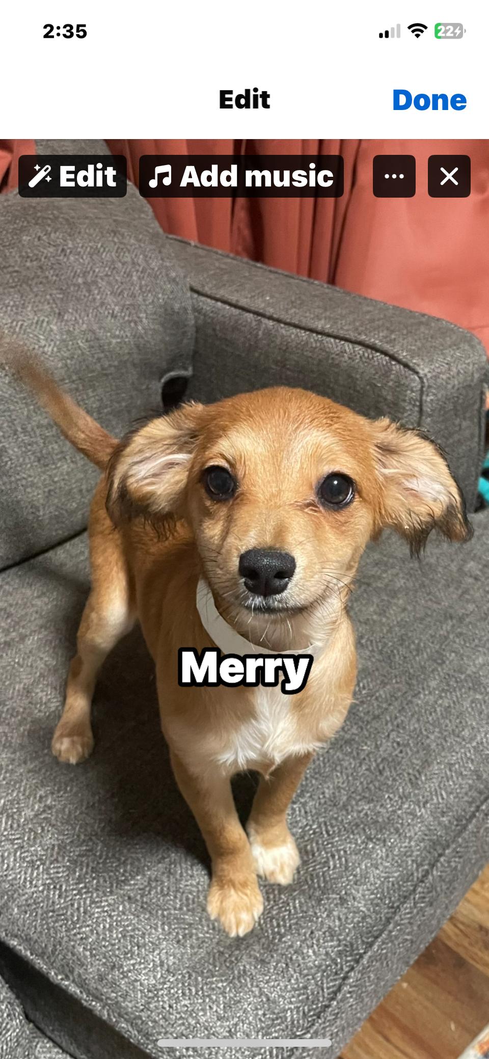 Merry , adopted, Young Female Dachshund (Long Haired) & Chihuahua.
