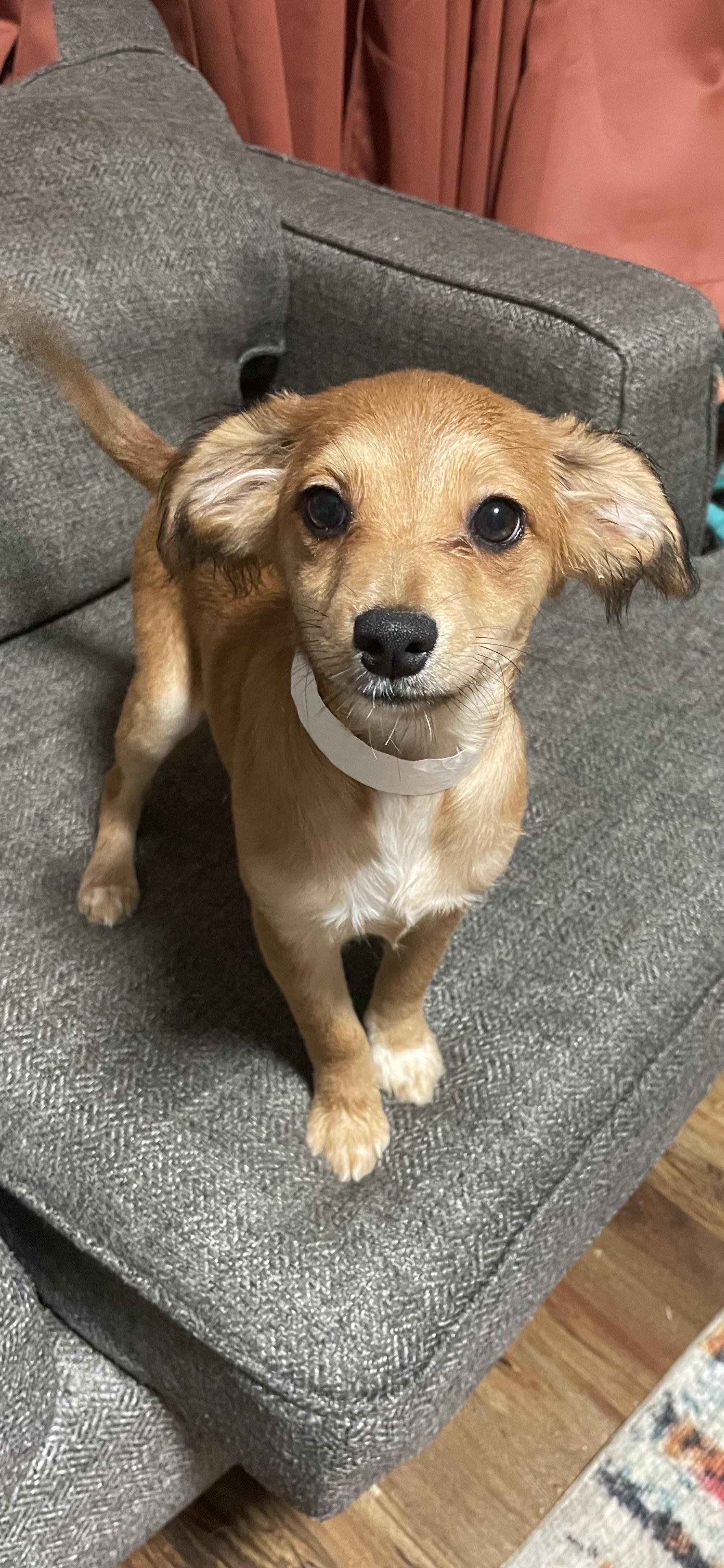 Enlarge Merry , an adopted mixed breed in Calera, AL image 4/4