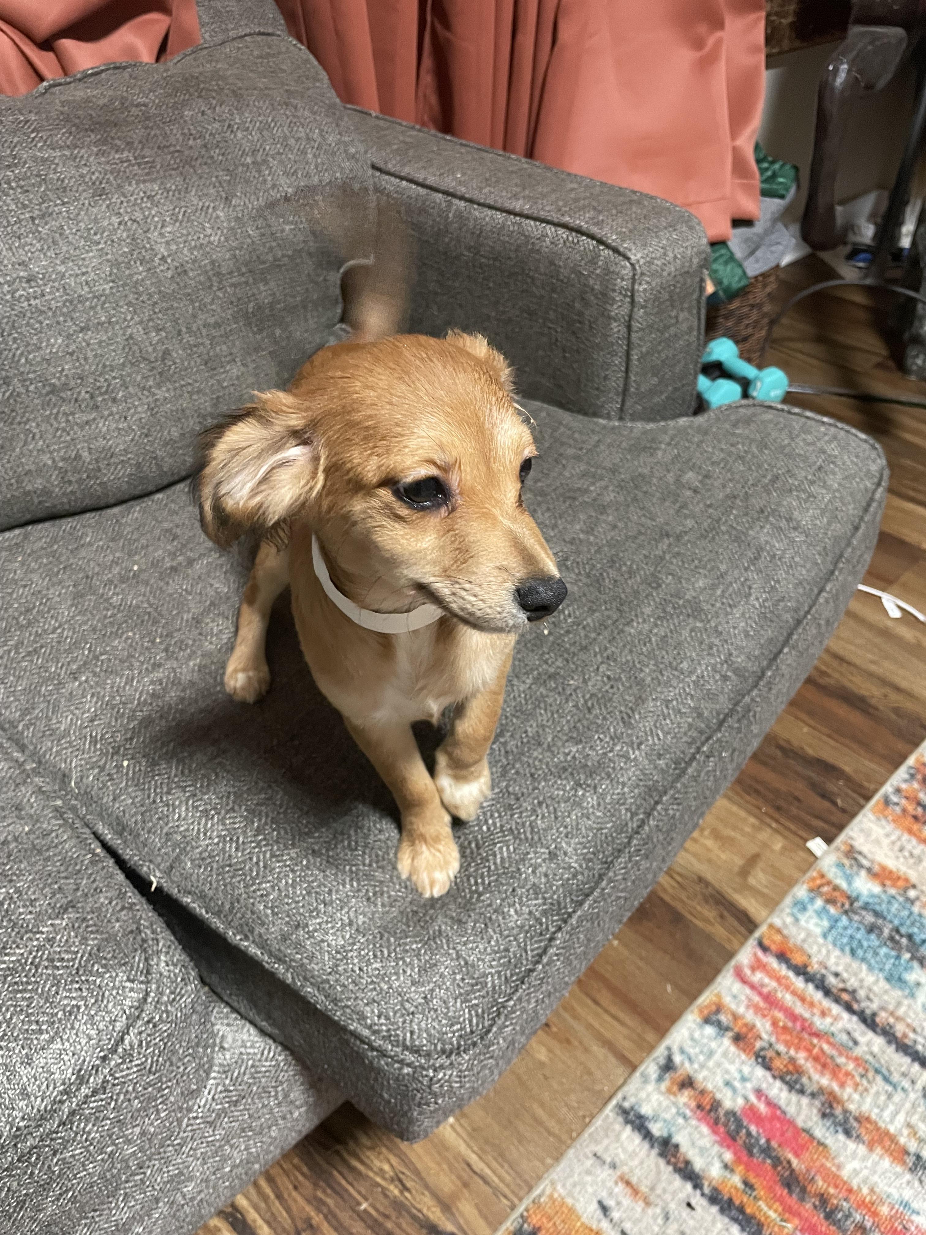 Enlarge Merry , an adopted mixed breed in Calera, AL image 2/4