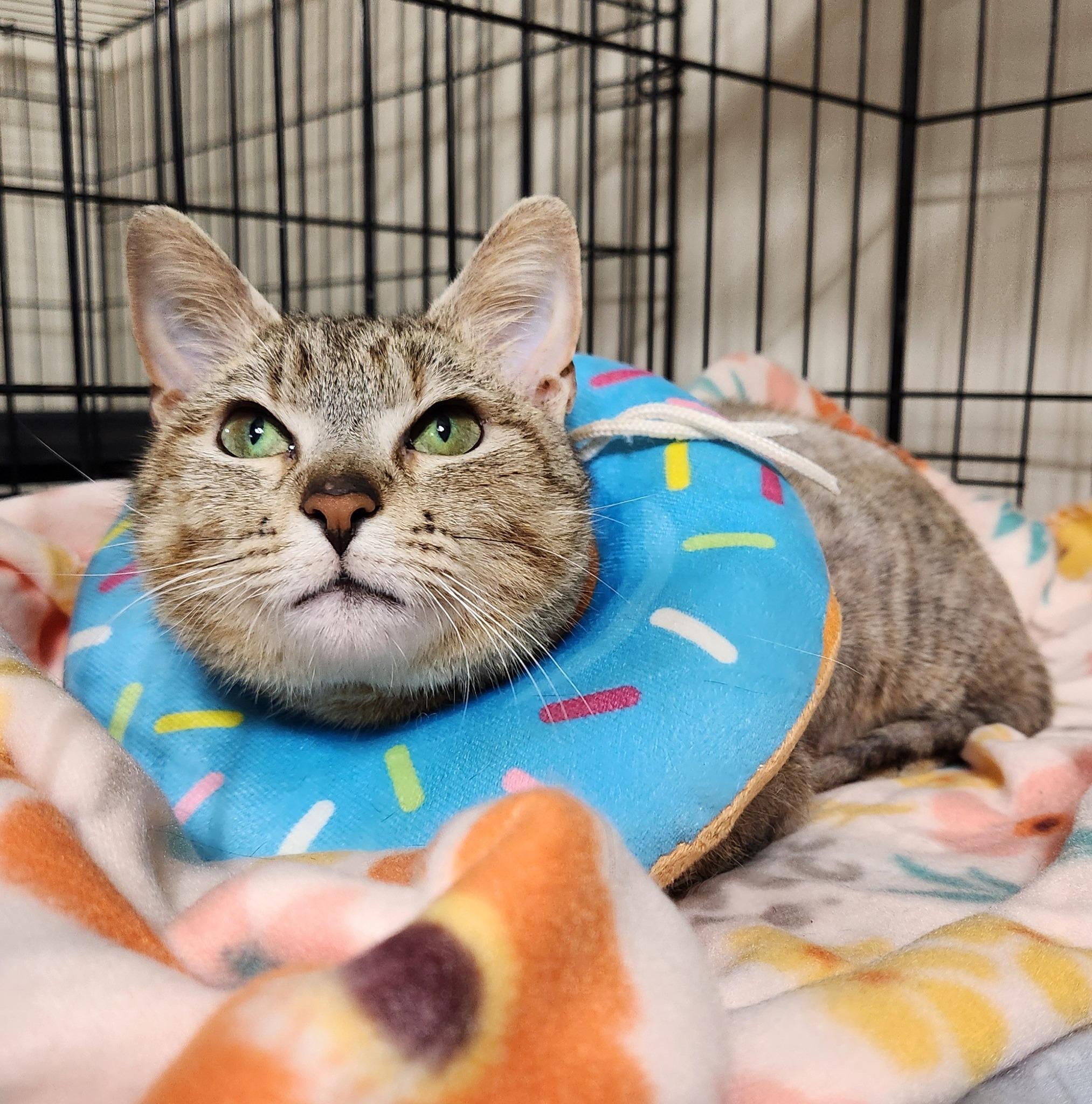 Anchovy, a Adoptable Domestic Short Hair in Manchester, MD image 1/2