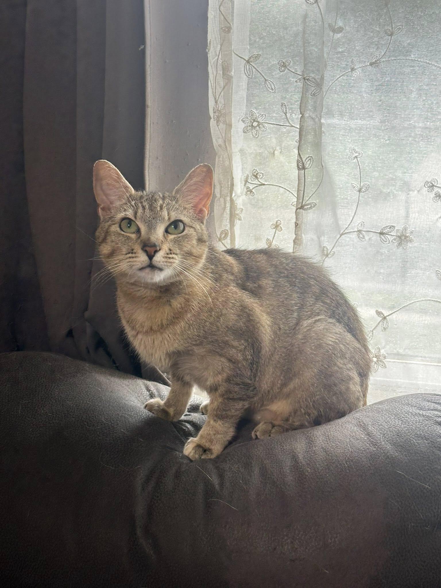 Anchovy, a Adoptable Domestic Short Hair in Manchester, MD image 2/2