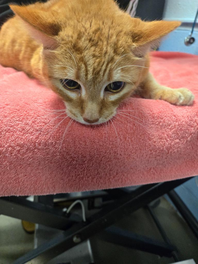 Colt Keith, Adoptable, Adult Male Domestic Short Hair.