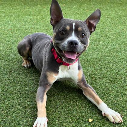 Woody, a Adoptable mixed breed in Gastonia, NC image 1/3