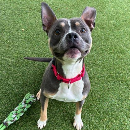 Enlarge Woody, a Adoptable mixed breed in Gastonia, NC image 1/2