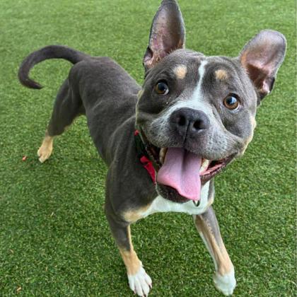 Enlarge Woody, a Adoptable mixed breed in Gastonia, NC image 2/2