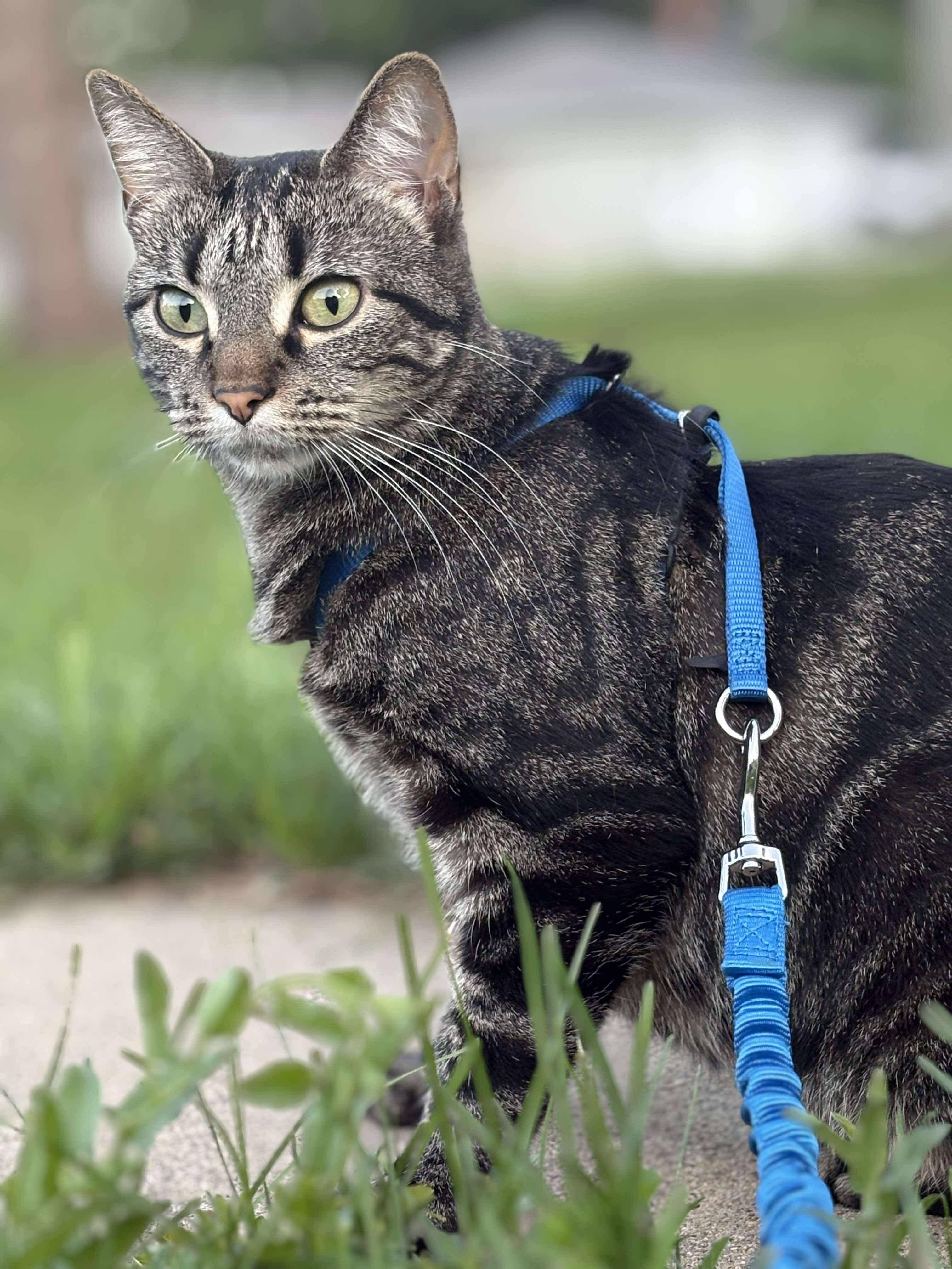 Penelope, an adoptable Domestic Short Hair in Sioux Falls, SD, 57109 | Photo Image 1