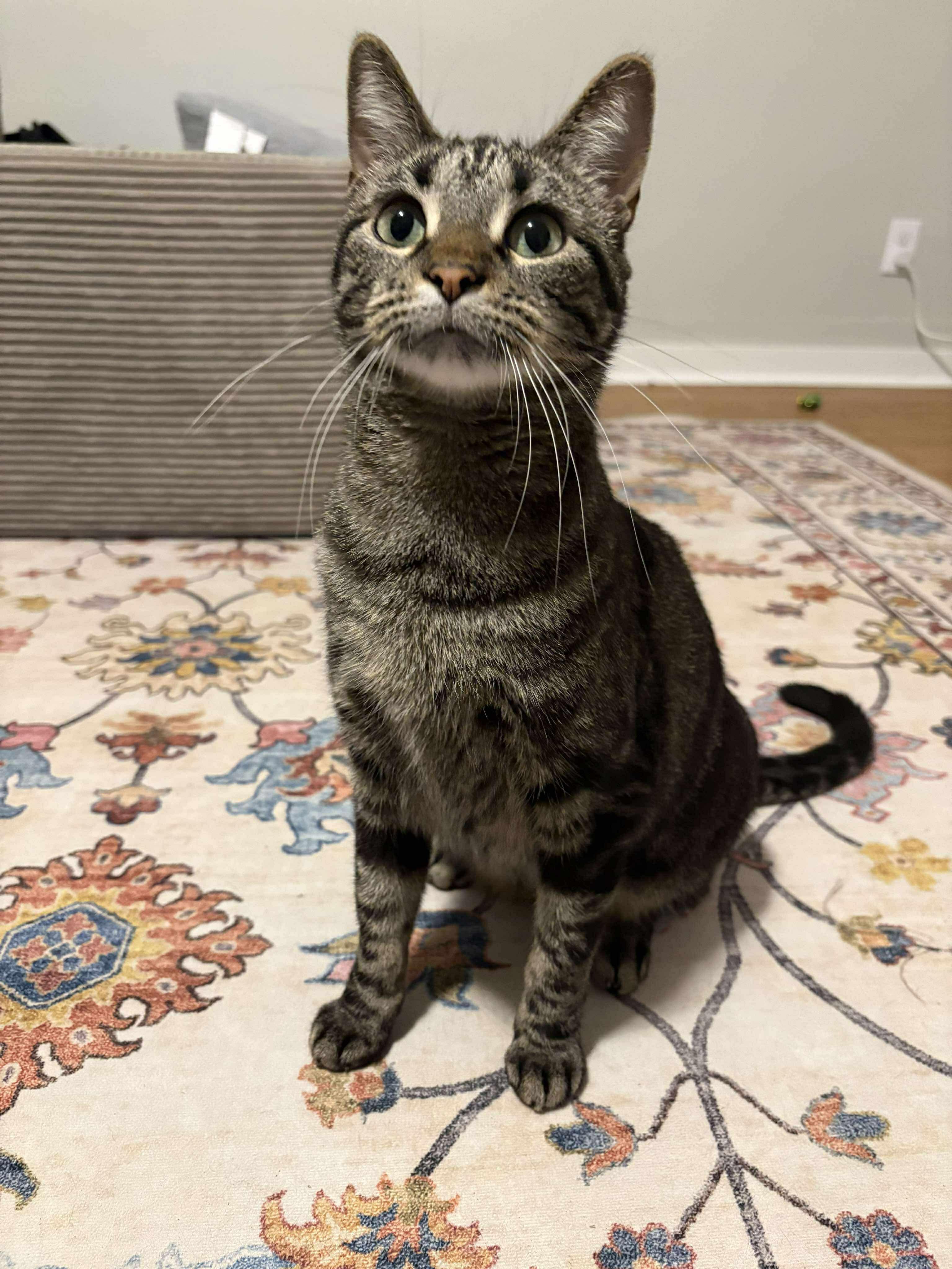 Penelope, an adoptable Domestic Short Hair in Sioux Falls, SD, 57109 | Photo Image 2