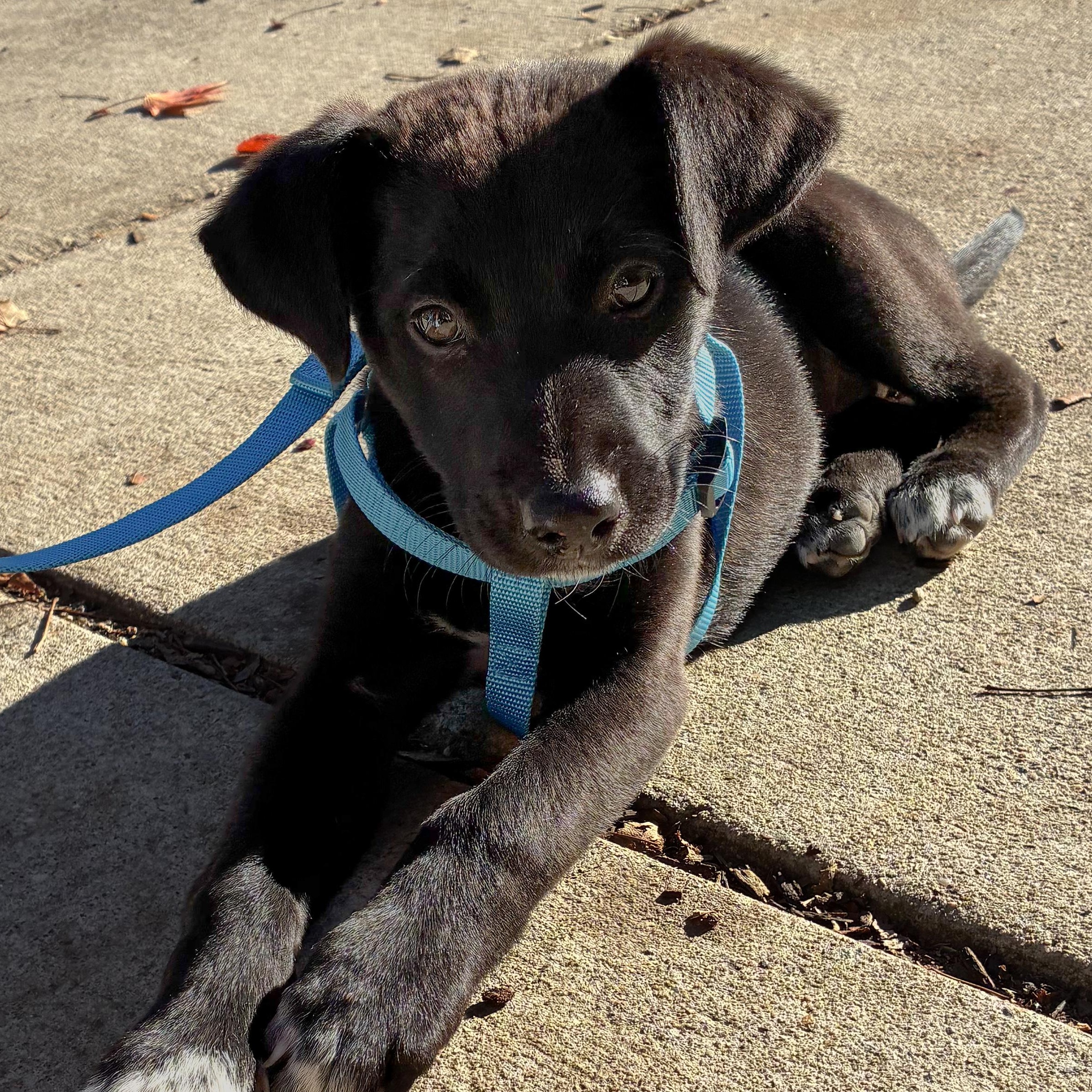 Border Collie Pinterst Jill - Adoptable Pet | Petfinder