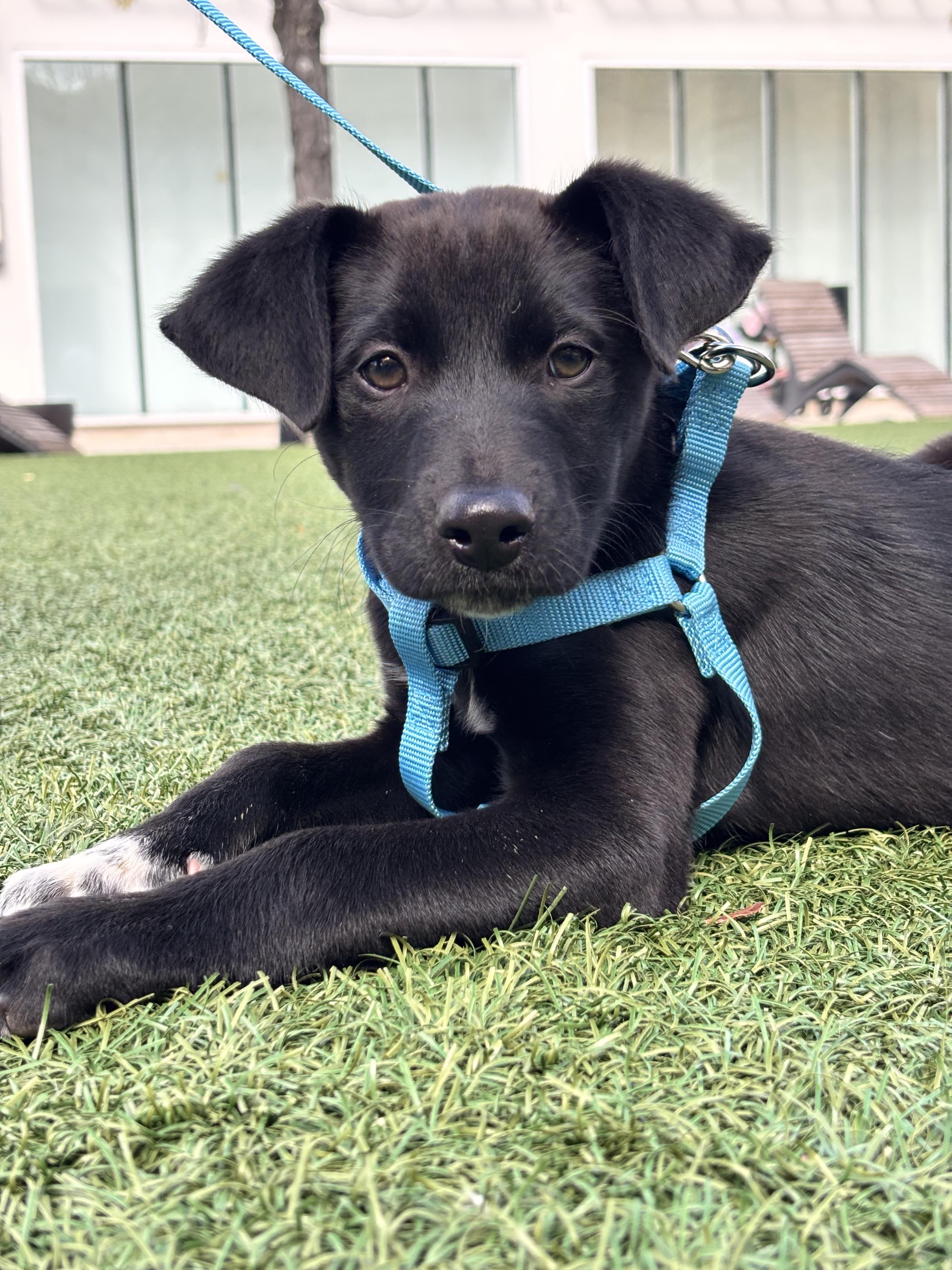 Border Collie Pinterst Jill - Adoptable Pet | Petfinder